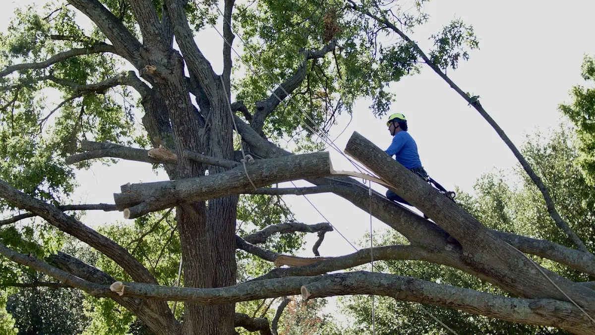 Professional Crown Thinning performed by certified arborists in Powersville